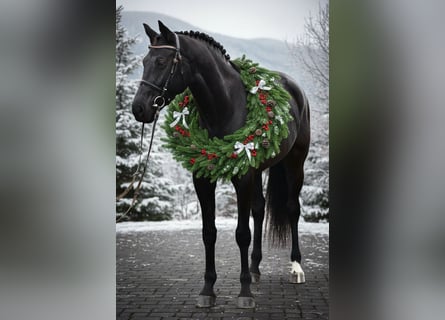 KWPN, Mare, 7 years, 16,2 hh, Black