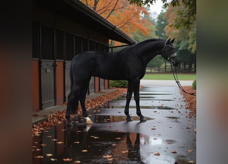 KWPN, Mare, 7 years, 16,2 hh, Black