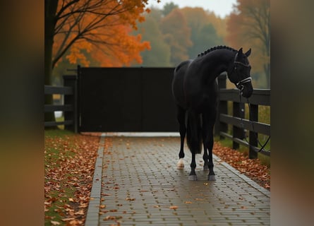 KWPN, Mare, 7 years, 16,2 hh, Black