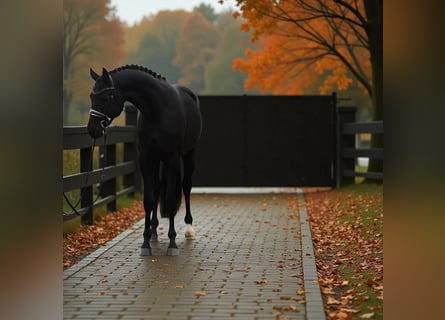 KWPN, Mare, 7 years, 16,2 hh, Black