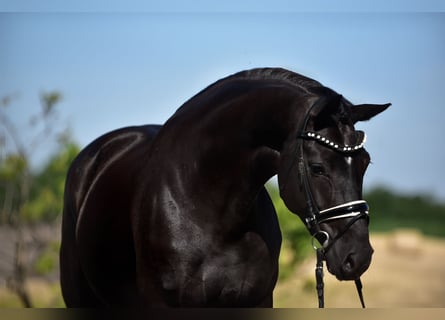 KWPN, Mare, 7 years, 16,2 hh, Black