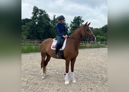 KWPN, Mare, 7 years, 16,2 hh, Chestnut-Red