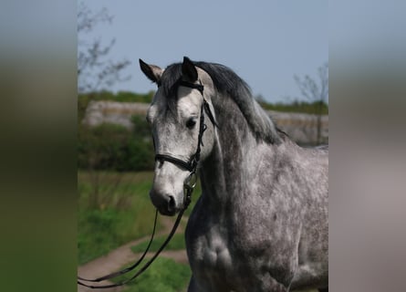 KWPN, Mare, 7 years, 16,2 hh, Gray