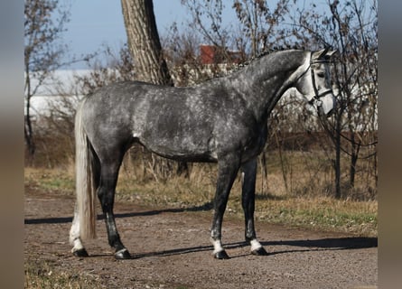 KWPN, Mare, 7 years, 16,2 hh, Grey-Dapple