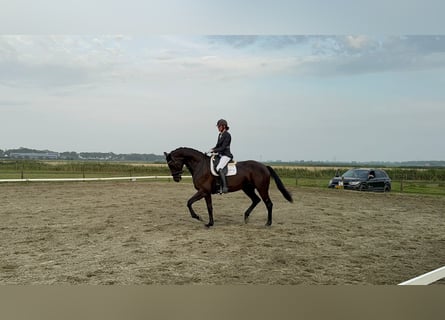 KWPN, Mare, 7 years, 16,3 hh, Black