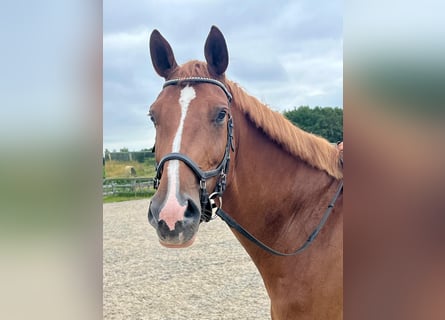 KWPN, Mare, 7 years, 16,3 hh, Chestnut-Red