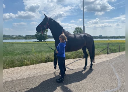 KWPN, Mare, 7 years, 17.2 hh, Black