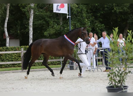 KWPN, Mare, 7 years, 17 hh, Bay-Dark