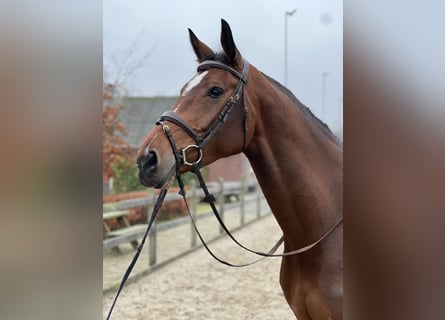 KWPN, Mare, 7 years, 17 hh, Brown