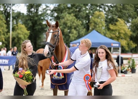 KWPN, Mare, 7 years, 17 hh, Chestnut-Red