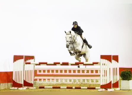 KWPN, Mare, 7 years, 17 hh