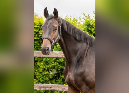 KWPN, Mare, 8 years, 15,3 hh, Brown