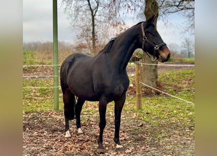 KWPN, Mare, 8 years, 15,3 hh, Brown