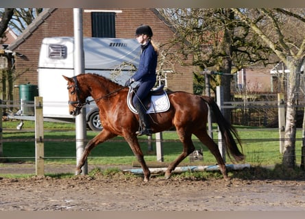 KWPN, Mare, 8 years, 15.3 hh, Chestnut