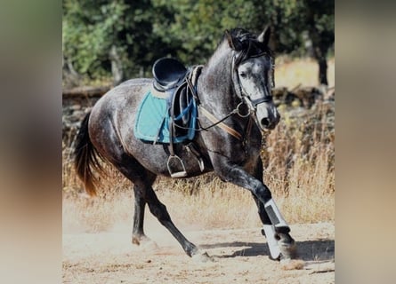 KWPN Mix, Mare, 8 years, 15.3 hh, Grey-Dapple