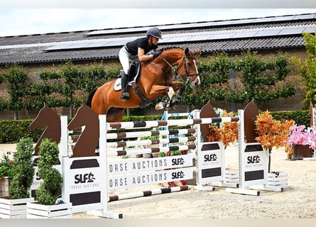 KWPN, Mare, 8 years, 15,3 hh, Brown