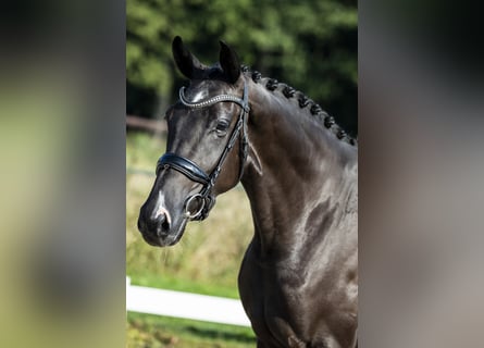 KWPN, Mare, 8 years, 16,1 hh, Black