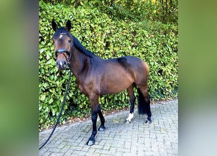 KWPN, Stute, 8 Jahre, 16,1 hh, Brauner