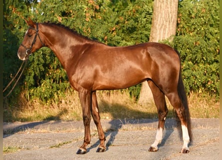 KWPN, Mare, 8 years, 16,1 hh, Chestnut