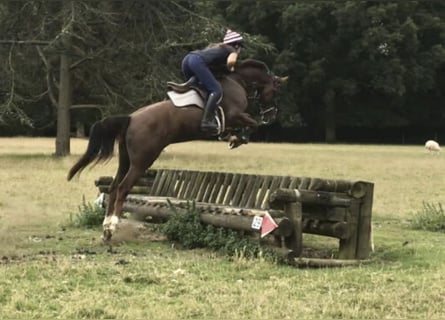 KWPN, Mare, 8 years, 16,1 hh, Chestnut