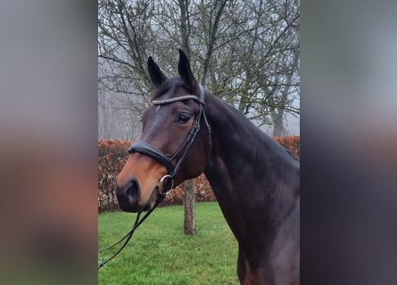 KWPN, Mare, 8 years, 16,2 hh, Bay-Dark