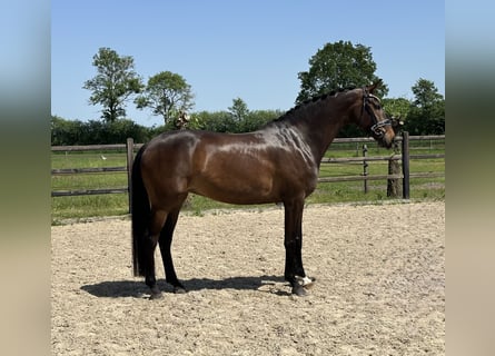 KWPN, Mare, 8 years, 16.2 hh, Bay-Dark