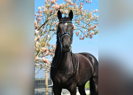 KWPN, Mare, 8 years, 16,2 hh, Black