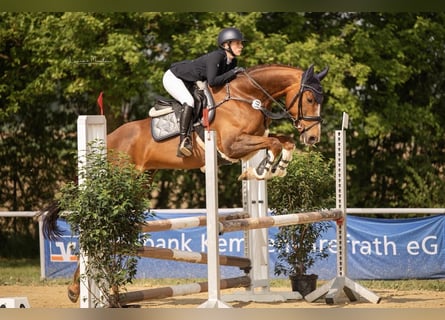 KWPN, Mare, 8 years, 16.2 hh, Chestnut-Red