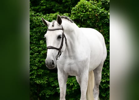 KWPN, Mare, 8 years, 16.2 hh, Grey