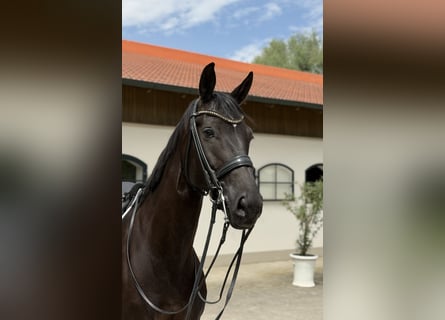 KWPN, Mare, 8 years, 16.3 hh, Black