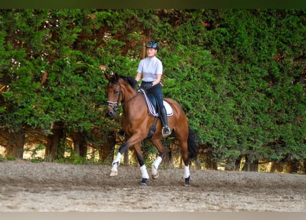 KWPN, Stute, 8 Jahre, 16,3 hh, Brauner