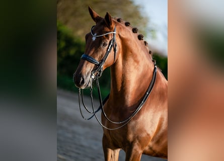 KWPN, Mare, 8 years, 16,3 hh, Brown-Light