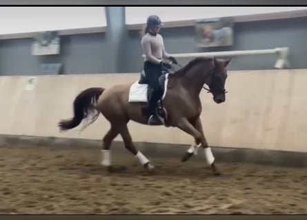 KWPN, Mare, 8 years, 16,3 hh, Chestnut-Red