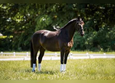 KWPN, Mare, 8 years, 16 hh, Black