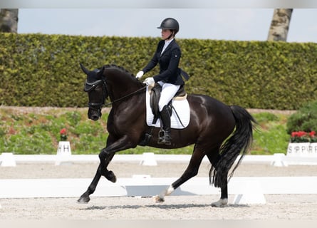 KWPN, Mare, 8 years, 16 hh, Black