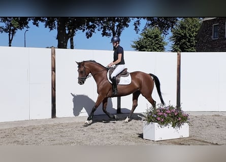 KWPN, Mare, 8 years, 16 hh, Brown