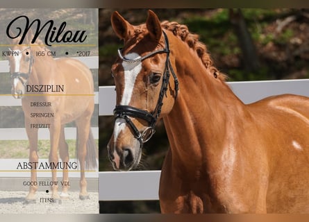 KWPN, Mare, 8 years, 16 hh, Chestnut-Red