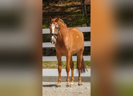 KWPN, Mare, 8 years, 16 hh, Chestnut-Red