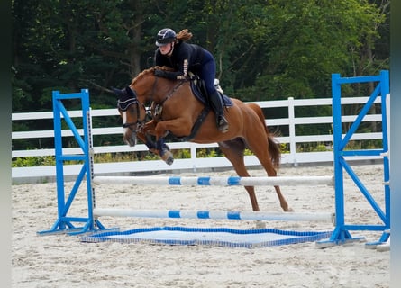 KWPN, Mare, 8 years, 16 hh, Chestnut-Red