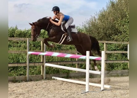 KWPN, Mare, 8 years, 16 hh, Chestnut