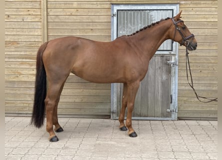 KWPN, Mare, 8 years, 16 hh, Chestnut