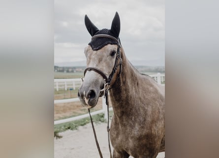 KWPN, Mare, 8 years, 16 hh, Gray-Dapple