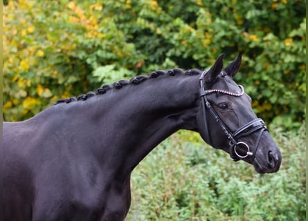 KWPN, Mare, 8 years, 16,1 hh, Black