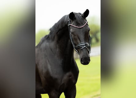 KWPN, Mare, 8 years, 16,1 hh, Black
