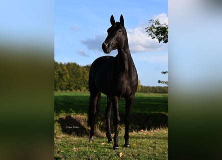 KWPN Mix, Mare, 8 years, 16,1 hh, Black