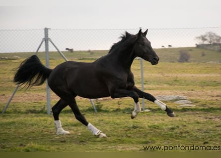 KWPN, Mare, 8 years, 16,1 hh, Black