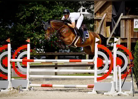 KWPN, Mare, 8 years, 16,2 hh, Brown