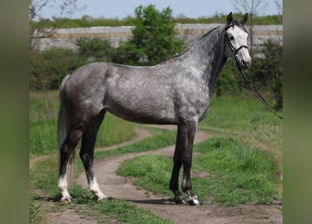 KWPN, Mare, 8 years, 16,2 hh, Grey