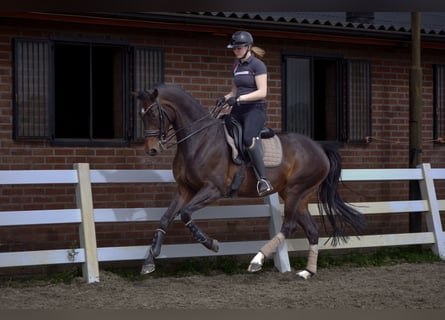 KWPN, Mare, 8 years, 17 hh, Bay-Dark