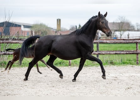 KWPN, Mare, 8 years, 17 hh, Smoky-Black